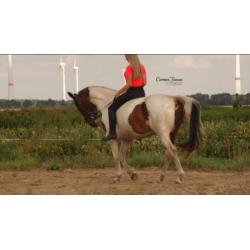 Lieve 5 jarige ruin & 17 jarige b pony, merrie