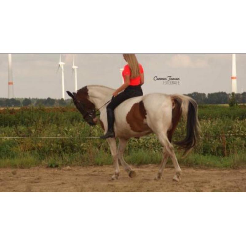 Lieve 5 jarige ruin & 17 jarige b pony, merrie