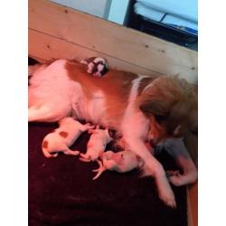 Kooikerpups te koop nog 1 dame