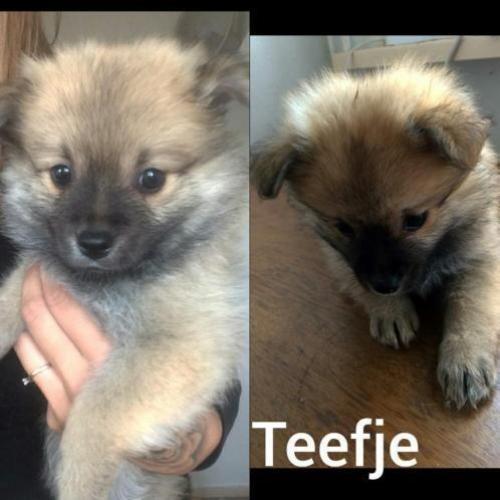 Pomeriaan/keeshond pups