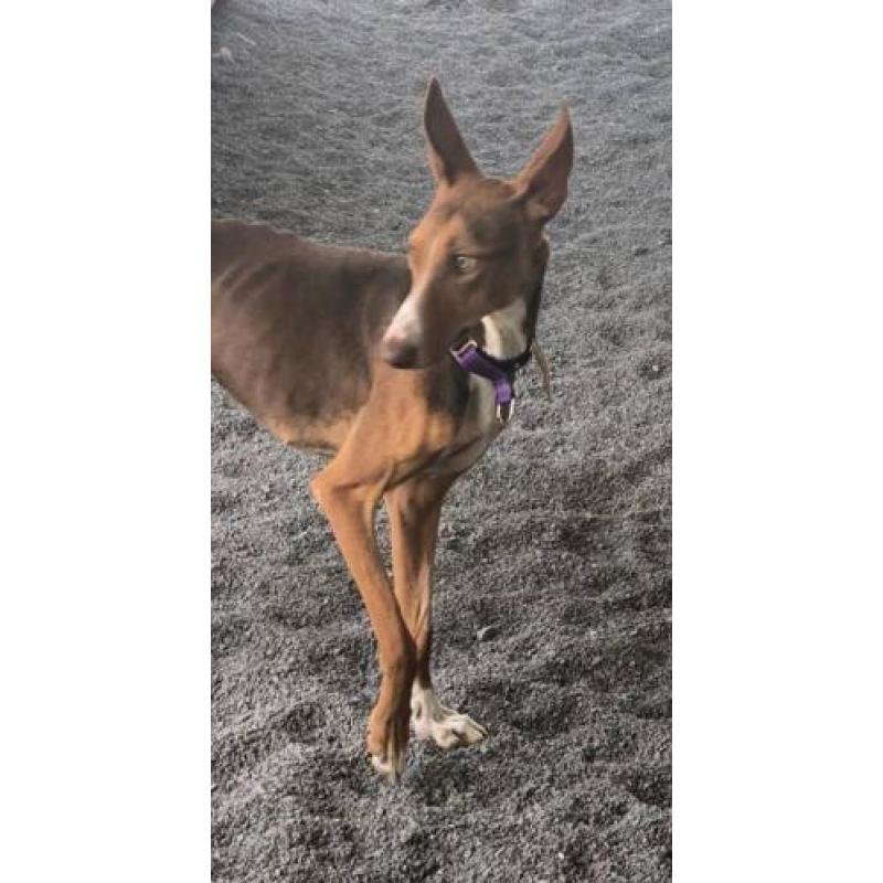 Ebony, 1 jaar