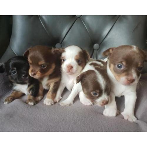 Prachtige Chihauhau pups te koop