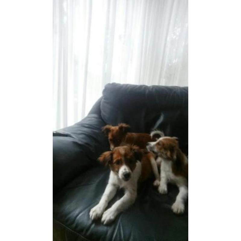 Mooie lieve kooiker pups