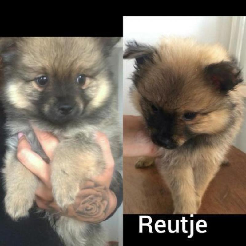 Pomeriaan/keeshond pups