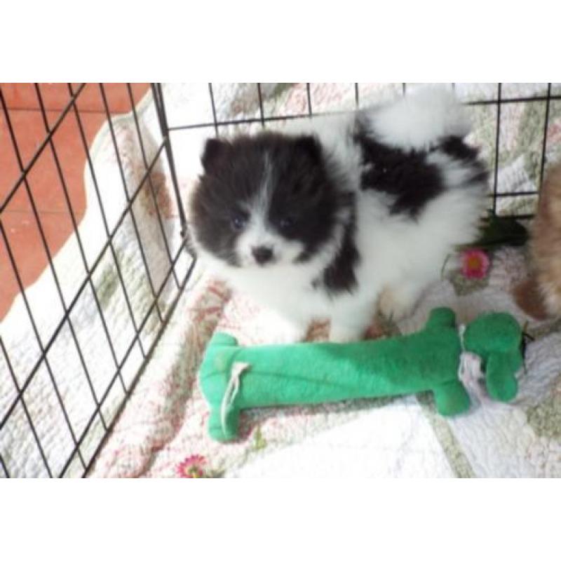 Pomeriaan/pomeranian - jonge pupjes