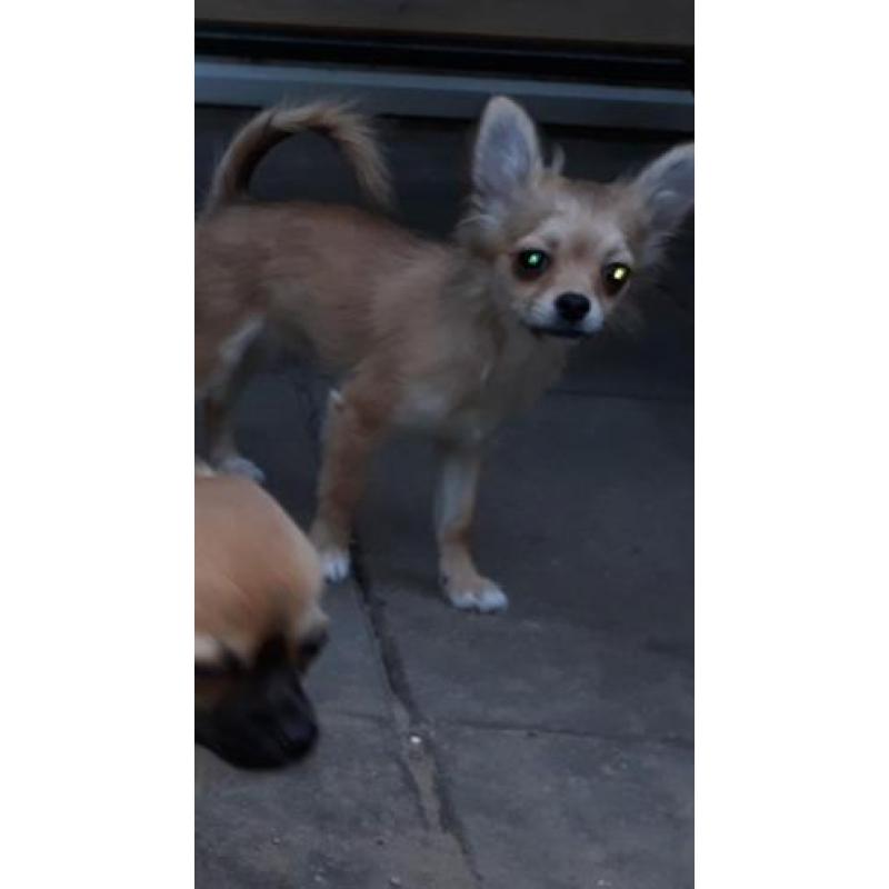 Mooie langhaar chihuahua pup
