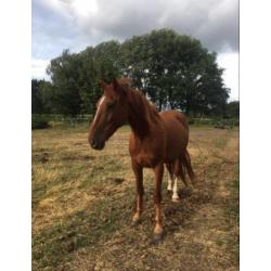 Lieve, pittige ruin te koop