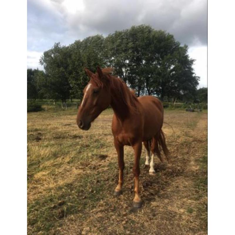 Lieve, pittige ruin te koop