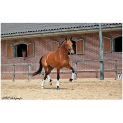 Talentvolle 4 jarige prok merrie van Everdale