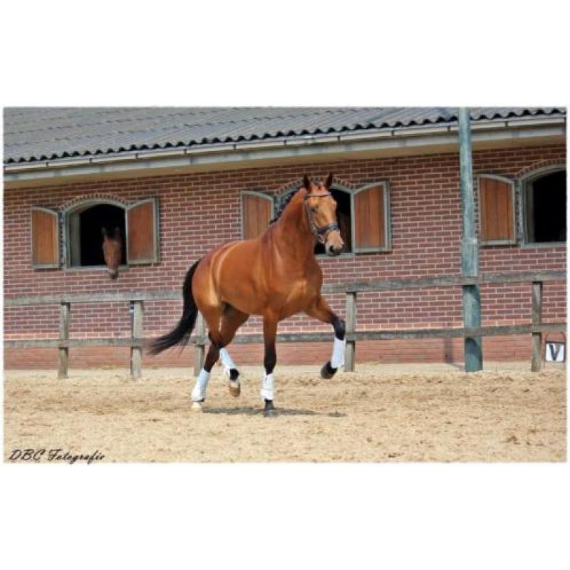 Talentvolle 4 jarige prok merrie van Everdale