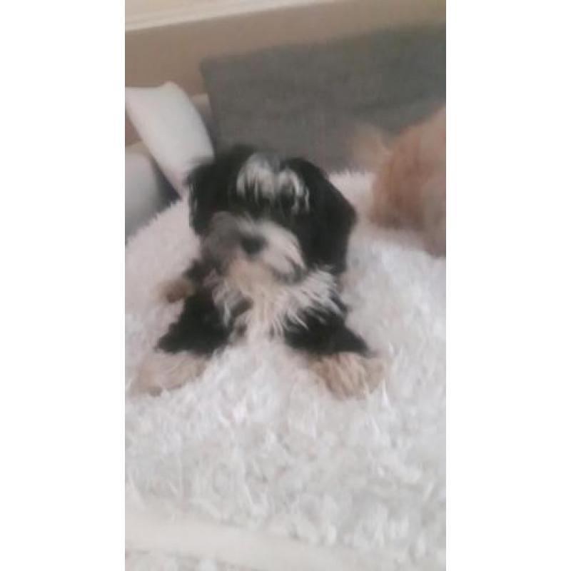 Mooie lieve shih tzu x powder puff
