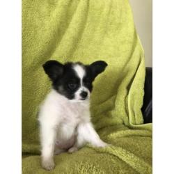 Vlinderhond, vlinderhondje pup, Papillon pup reu