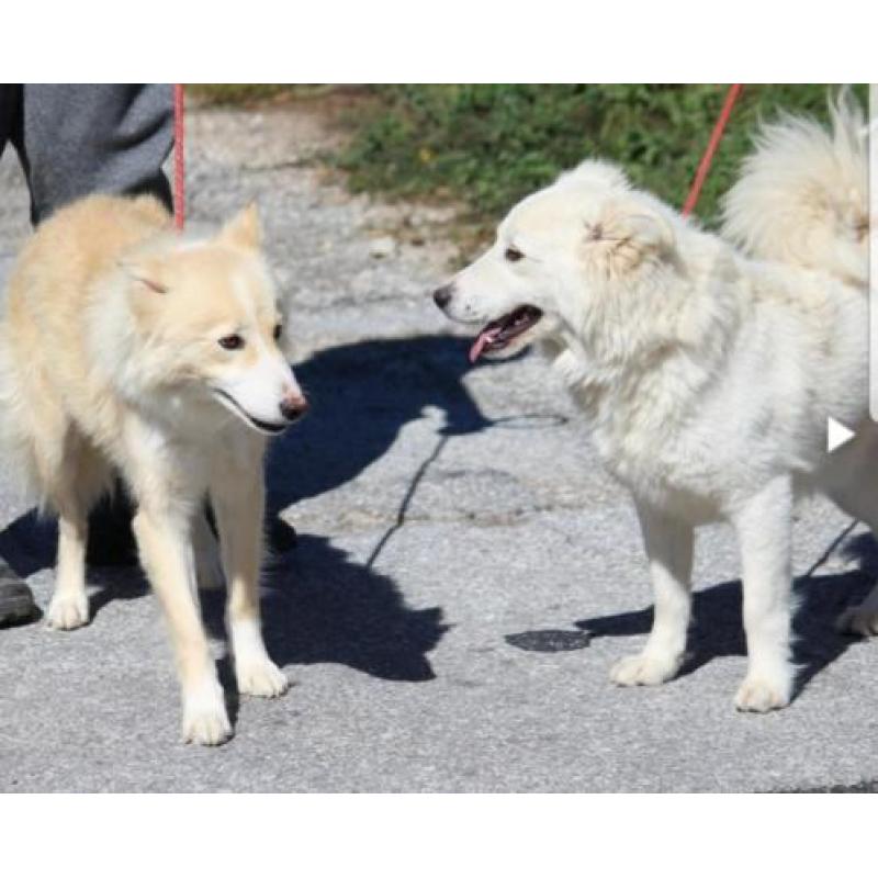 Prachtige kr witte herder 1 jaar