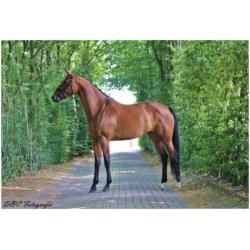 Talentvolle 4 jarige prok merrie van Everdale