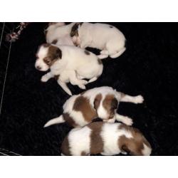 Kooikerpups te koop nog 1 dame
