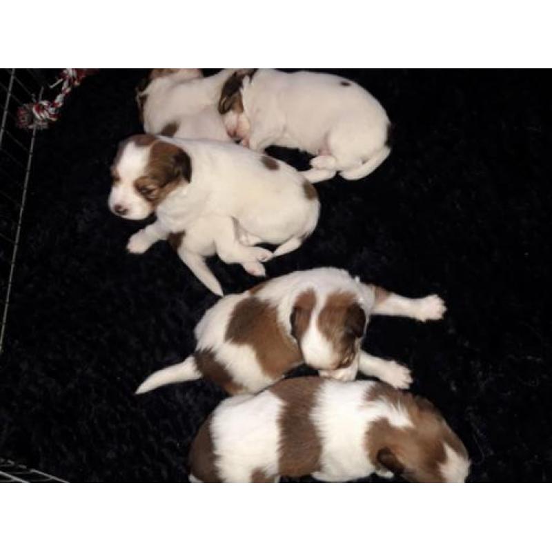 Kooikerpups te koop nog 1 dame