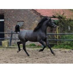 Sport arabieren te koop VS Arabians