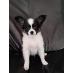 Vlinderhond, vlinderhondje pup, Papillon pup reu
