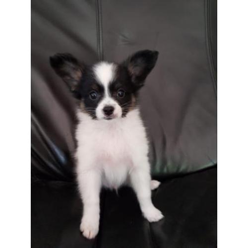 Vlinderhond, vlinderhondje pup, Papillon pup reu