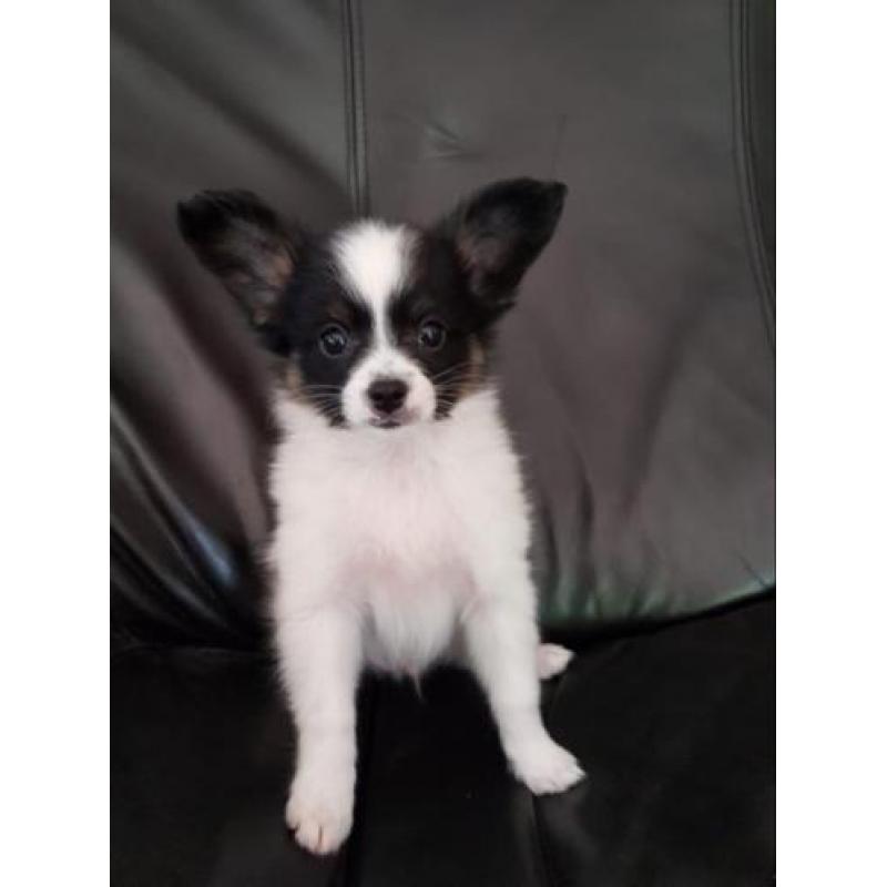 Vlinderhond, vlinderhondje pup, Papillon pup reu