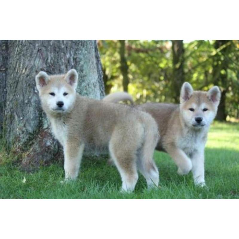 akita inu pups