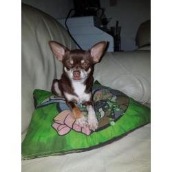 mooie korthaar chihuahua choko teef