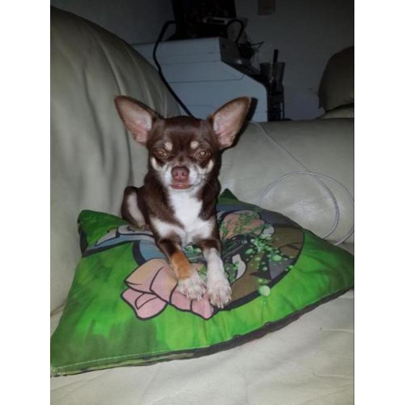 mooie korthaar chihuahua choko teef