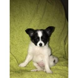 Vlinderhond, vlinderhondje pup, Papillon pup reu
