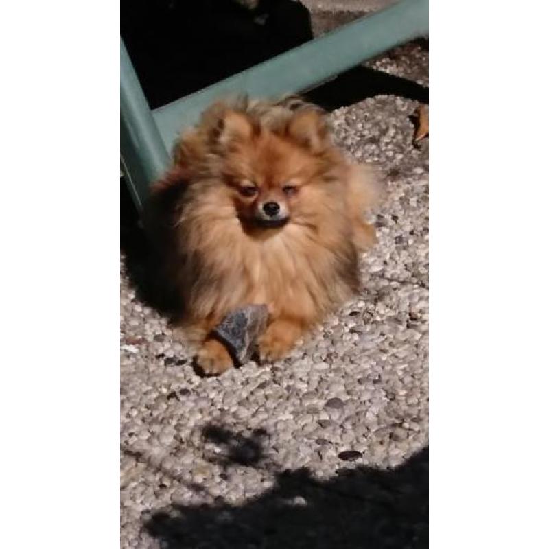 Pomeranian/Pomeriaan/Dwergkees met stamboom.