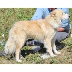 Prachtige kr witte herder 1 jaar