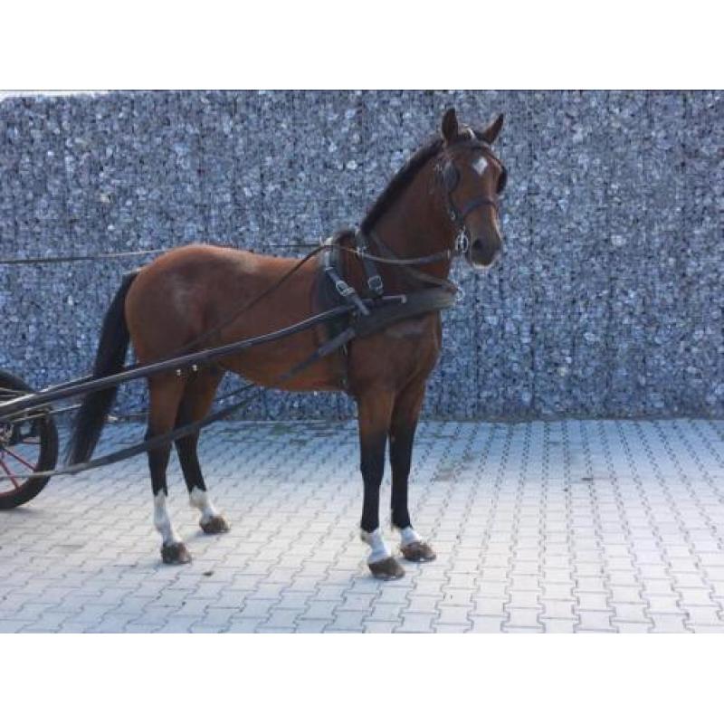 Paard of pony betuigen