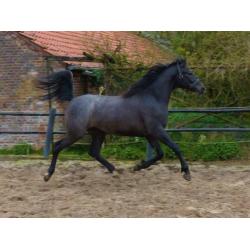Sport arabieren te koop VS Arabians