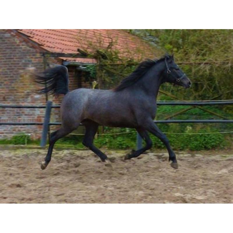 Sport arabieren te koop VS Arabians