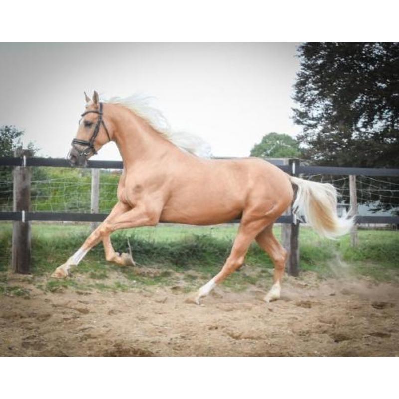 Schitterende grote palomino Andalusiër ruin!