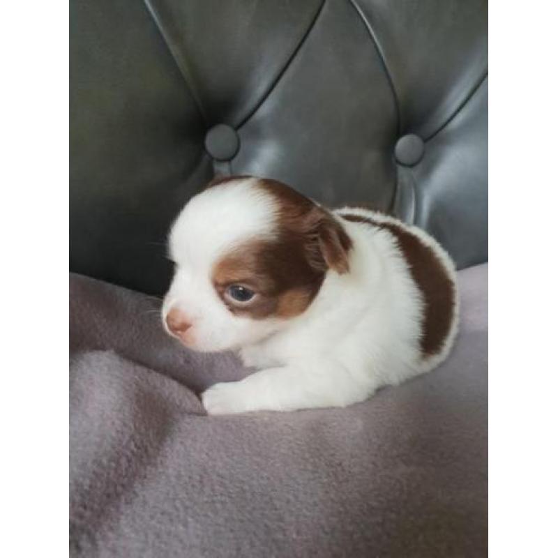 Prachtige Chihauhau pups te koop