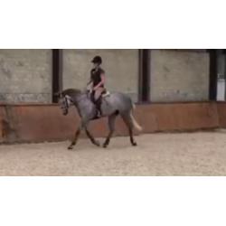 Springpaarden gezocht in de leeftijd van 3 t/m 8 jaar