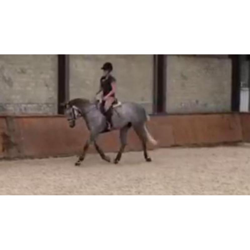 Springpaarden gezocht in de leeftijd van 3 t/m 8 jaar