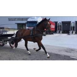 Paard of pony betuigen