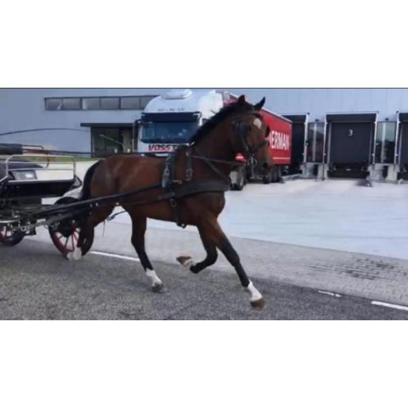 Paard of pony betuigen
