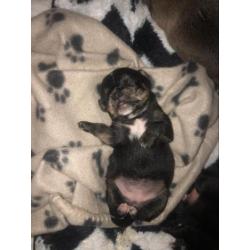 Chihuahua pups