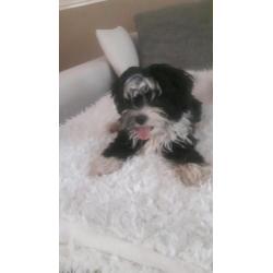 Mooie lieve shih tzu x powder puff
