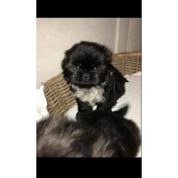Shi tzu pups