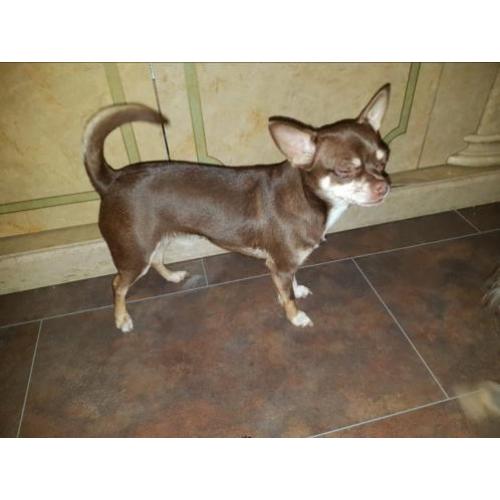mooie korthaar chihuahua choko teef