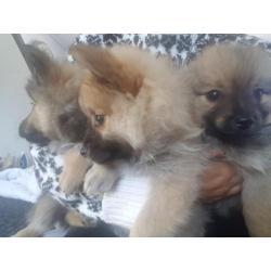 Pomeriaan/keeshond pups