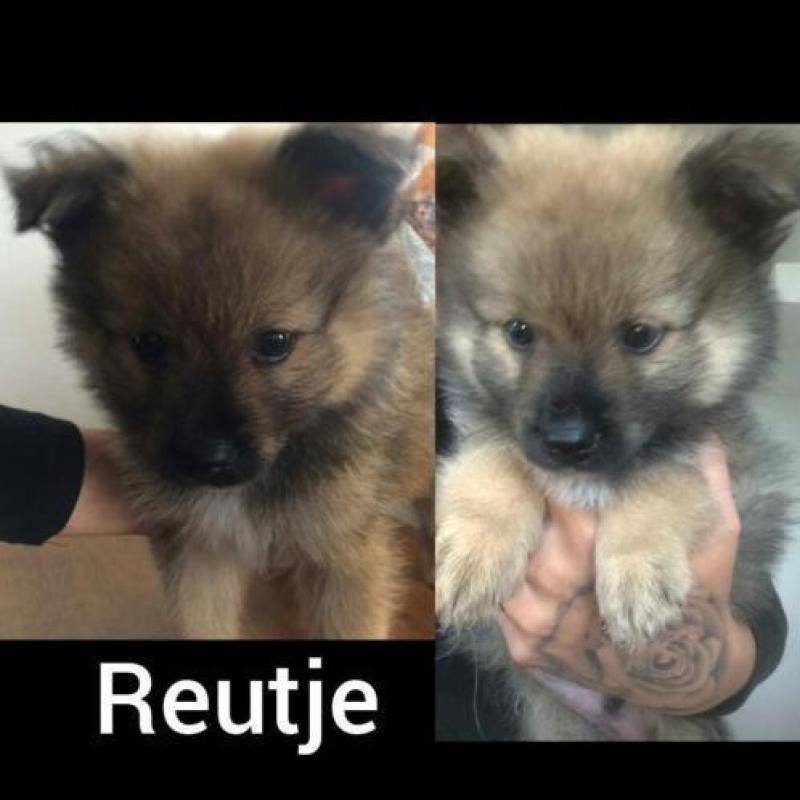 Pomeriaan/keeshond pups