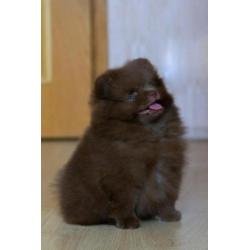 2 Zeer Mooie Choco Pomeranian/Pomeriaan/Dwergkeesje/FCI