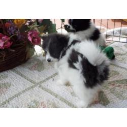 Pomeriaan/pomeranian - jonge pupjes