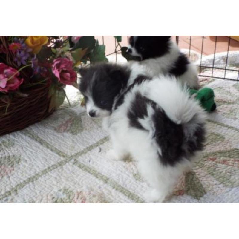 Pomeriaan/pomeranian - jonge pupjes