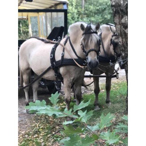 Paard of pony betuigen