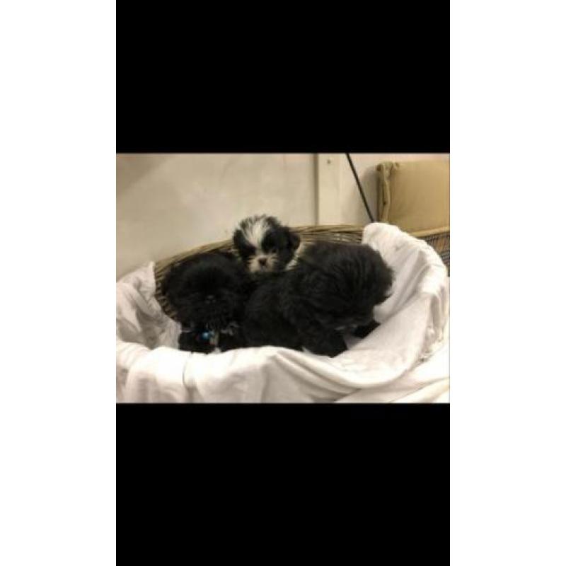 Shi tzu pups